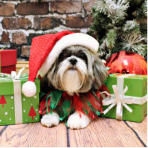 Christmas - Shih Tzu - Vince Photo Sculptures