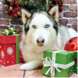 Christmas - Siberian Husky - Juliet Acrylic Cut Outs