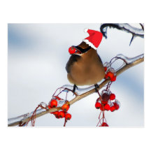 christmas Sparrows Postcard