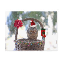 Christmas Squirrel in Snowy Basket Postcard