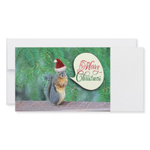 Christmas Squirrel with Evergreen Tree Background Picture Card