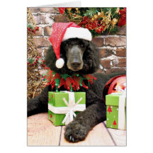 Christmas - Standard Poodle - Bronco Greeting Card