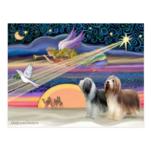 Christmas Star - Bearded Collies (two) Postcard