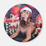 Christmas - Vizsla - Budda Magnet