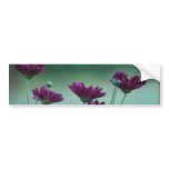 Chrysanthemum and meaning bumper stickers