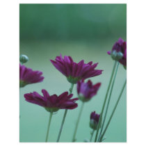 Chrysanthemum and meaning flyers