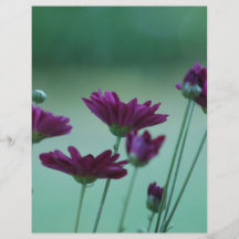 Chrysanthemum and meaning flyers