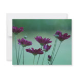 Chrysanthemum and meaning invitations