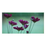 Chrysanthemum and meaning photo cards
