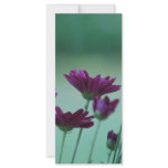 Chrysanthemum and meaning rack cards