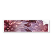 Chrysanthemum Bumper Sticker
