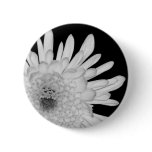 Chrysanthemum buttons