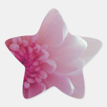 Chrysanthemum flow stickers