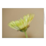 Chrysanthemum Flower Card