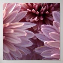 Chrysanthemum Flower Poster Print
