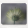 Chrysanthemum Flower usepad