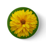 Chrysanthemum - Green buttons