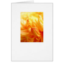 Chrysanthemum greeting card