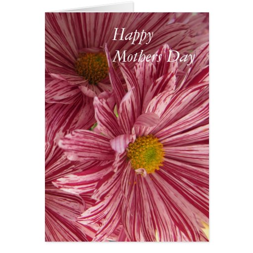 Chrysanthemum Happy Mothers Day Card