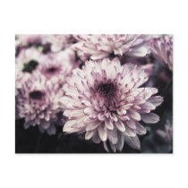 Chrysanthemum I Post Card