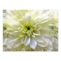 CHRYSANTHEMUM PHOTO