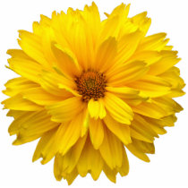 Chrysanthemum Photo Cut Outs