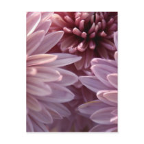 Chrysanthemum Postcard