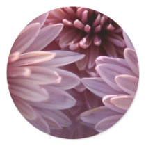 Chrysanthemum Sticker