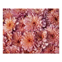 Chrysanthemums 20" x 16" Photo Print