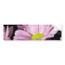 Chrysanthemums Bumper Sticker