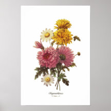 Chrysanthemums Print
