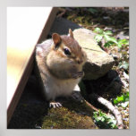 Chubby Chipmunk