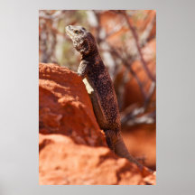Chuckwalla Print