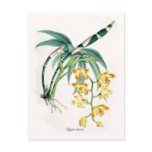 Chysis laevis postcard
