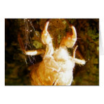 Cicada Claws cards