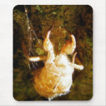Cicada Claws mousepads