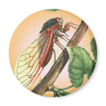 Cicada magnets