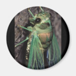 cicada magnets