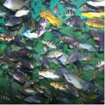 Cichlids, cichlids, and more cichlids! Fish fish! Photo Cutout