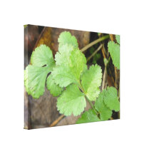 Cilantro Canvas Print