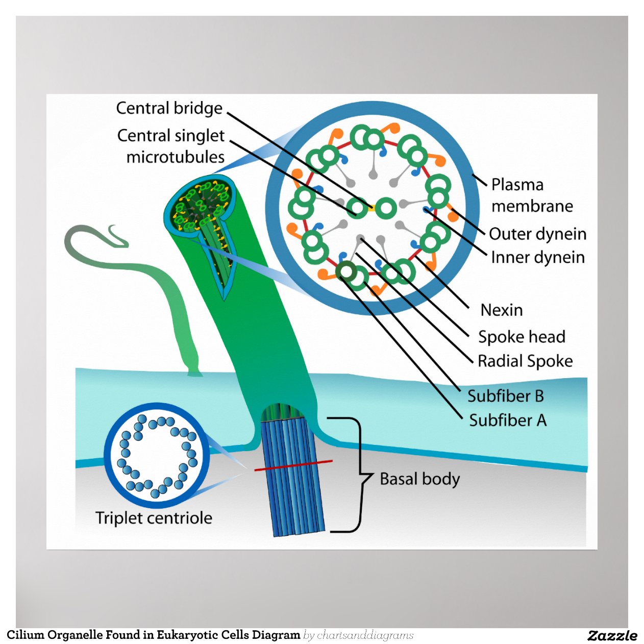 Cilium Organelle Found In Eukaryotic Cells Diagram Posters | Zazzle