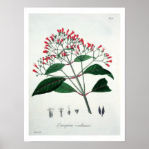 Cinchona from 'Phytographie Medicale' by Joseph Ro Print