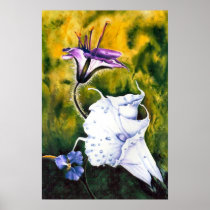 Cindy's Lily