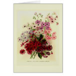 Cineraria cards