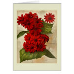Cineraria cards