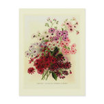 Cineraria postcards