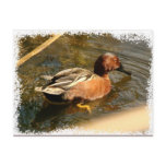 Cinnamon Teal Duck Postcard