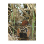 Cinnamon Teal Pair Postcard