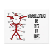 Circulation Is Key To Life (Circle Of Willis)