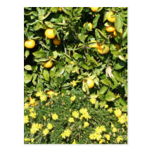 Citrus and Euryops Postcard